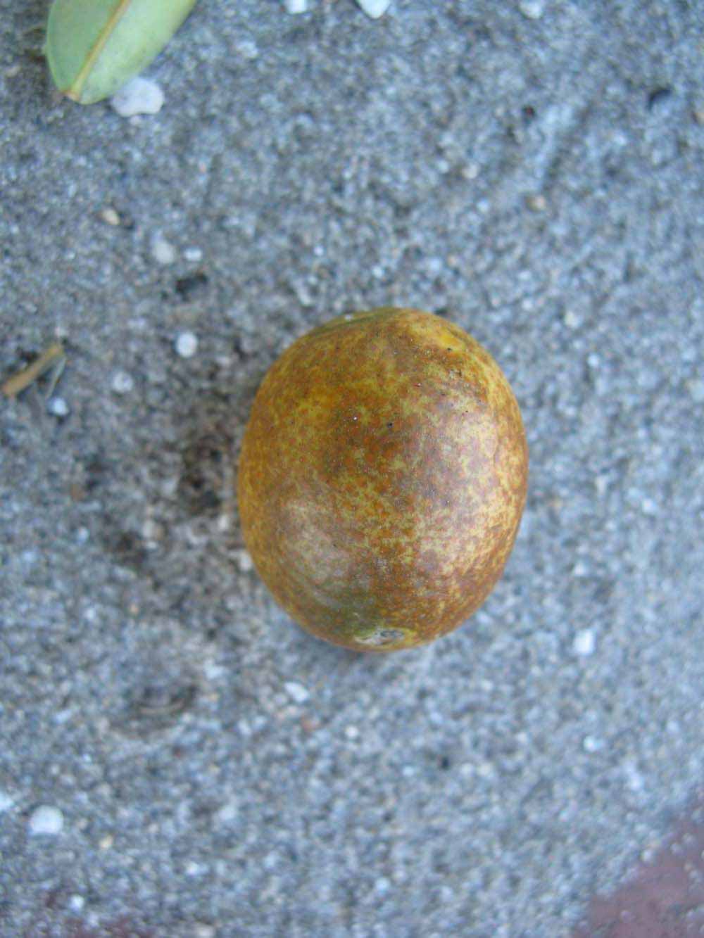              Fruit (Winter Haven, FL)       